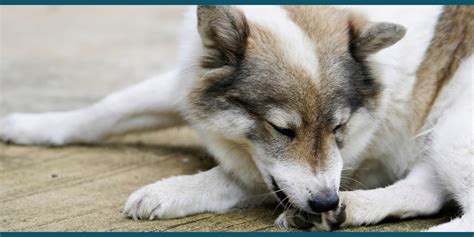 Hond Likt Of Bijt Aan De Poten Of Heeft Jeuk Aan De Poten Dierenarts