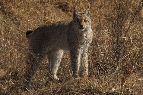 After three decades, is Chernobyl now a haven for wildlife? - CSMonitor.com