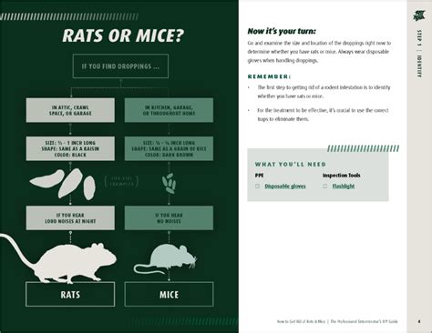 Ultimate DIY Rats & Mice Eradication Guide