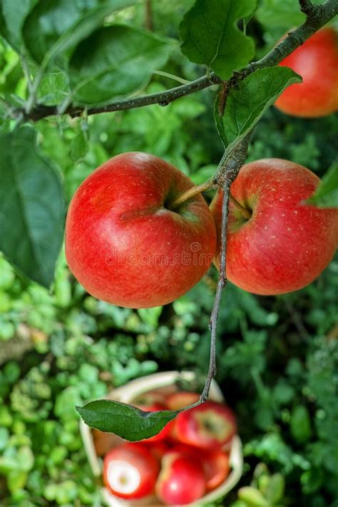 Fresh Harvest Of Red Apples Seasonal Works In Orchard Fruit Ga Stock