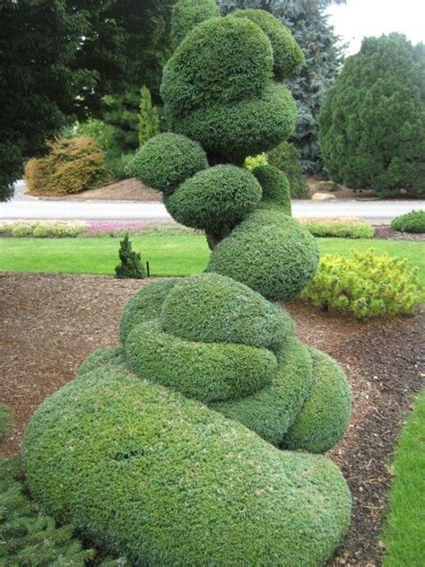 Pin by Andi Hales on evergreen topiary | Topiary garden, Beautiful ...