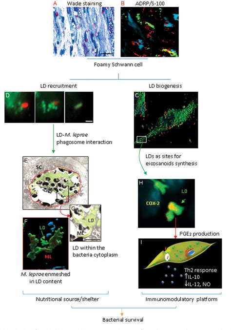 Figure 1 From Deciphering The Contribution Of Lipid Droplets In Leprosy