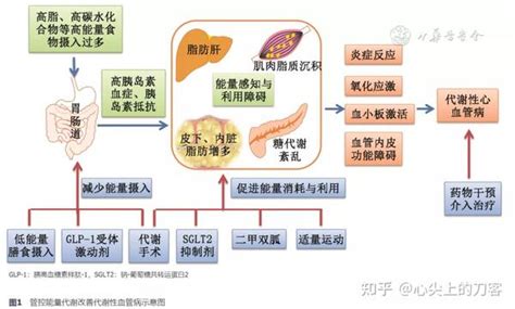 代谢性心血管疾病 知乎