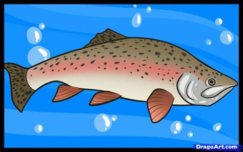 How To Draw A Rainbow Trout Too Tough Diary Ajax