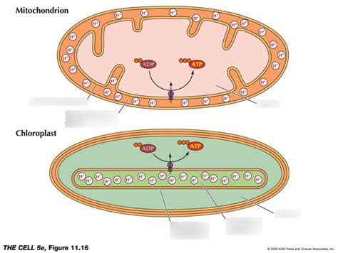 Mitochondria And Chloroplast Diagram Quizlet