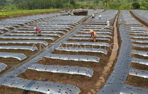 Musim Kemarau Petani Tanam Palawija Antara Foto