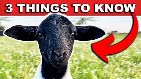 3 THINGS TO KNOW BEFORE BUYING SHEEP | Sheep Farming for Beginners The ...