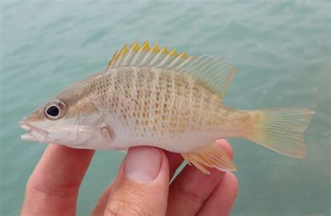 Yellow Snapper Mexico Fish Birds Crabs Marine Life Shells And