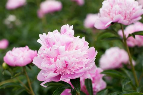 Pink Peonies To Grow And Enjoy With Pictures Green Garden Cottage