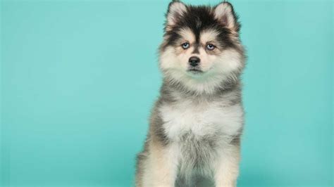 Pomsky La Razza Canina Frutto Di Incrocio Tra Volpino E Husky