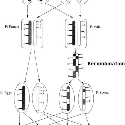 Schematic Representation Of Behavior Of Dominant Markers On Autosomes