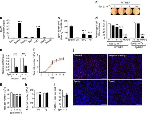 EpoR Expression And Epo Inhibition Of Preadipocyte Differentiation A