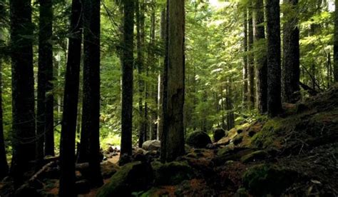 ecosystems  geology college   environment  life sciences