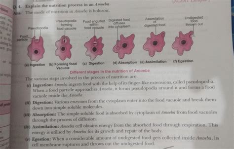 Describe The Process Of Nutrition In Amoeba With The Help Of Diagram