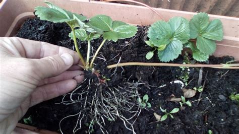 The Green Fingered Blog How To Grow New Plants From Runners A