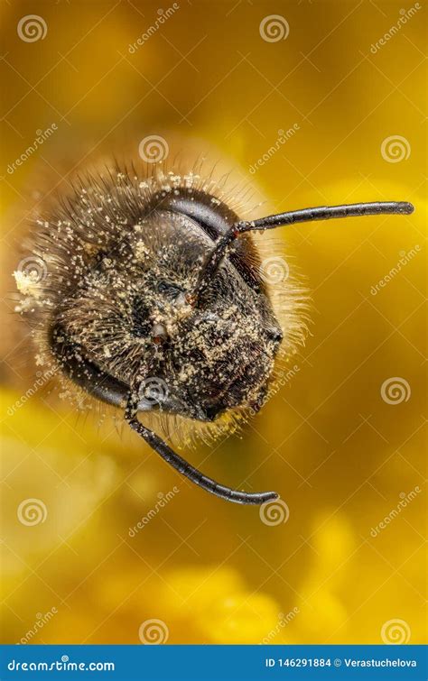 Mellifera Dos Apis Da Abelha Do Mel Foto De Stock Imagem De Flor C U