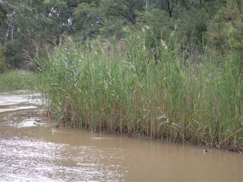 Phragmites australis - Common Reed