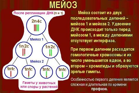 Мейоз II - проблемы в понимании