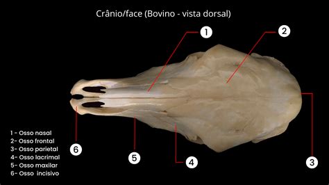 Estudo De Anatomia Comparada Medicina Veterin Ria Est Cio Niter I