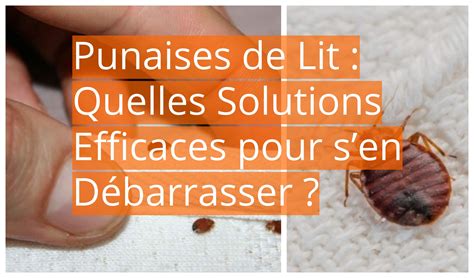 Punaises De Lit Quelles Solutions Efficaces Pour Sen D Barrasser