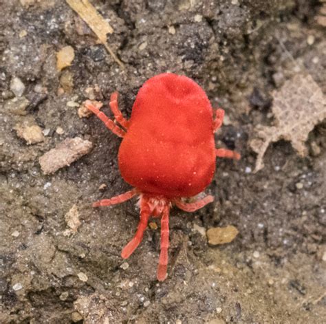 Red Velvet Mite Genus Trombidium Trombidium Bugguide Net