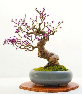 Callicarpa Bonsai Cerca Con Google Bonsai Garden Bonsai Flower Bonsai