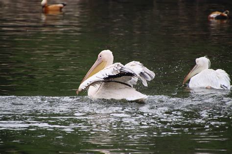 Pelícanos Aves Estanque - Foto gratis en Pixabay - Pixabay 