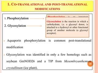 Aquaporins And Their Regulation In Plants Ppt