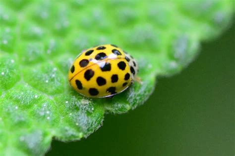 11 Yellow Ladybug Meaning Sign Of Bad Omen
