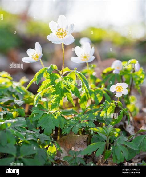 Group of wood anemones (Anemonoides nemorosa) (Syn.: Anemone nemorosa ...