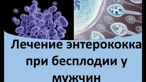 Энтерококк - причины, признаки, симптомы и лечение
