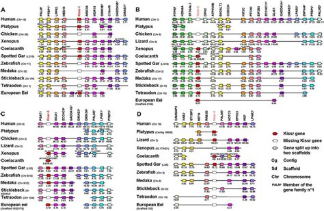 Conserved Genomic Synteny Of Osteichthyan Kissr Genomic Synteny Maps