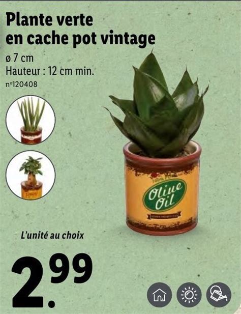 Promo Plante Verte En Cache Pot Vintage Chez Lidl