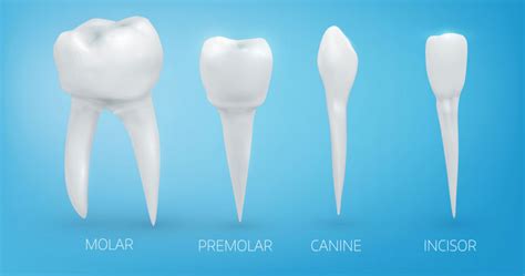 Are Teeth Considered Bones Dentists Answer Web DMD