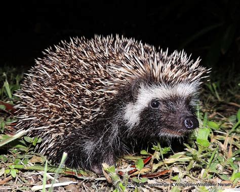 Southern Hedgehog (Subspecies Atelerix frontalis frontalis) · iNaturalist