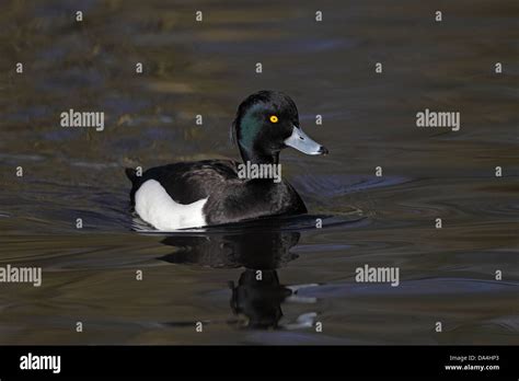 Male Tufted Duck Aythya Fuligula Swimming On Lake Lancashire Uk