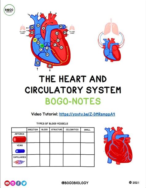 The Heart And Circulatory System Guided Notes Study Guide Etsy