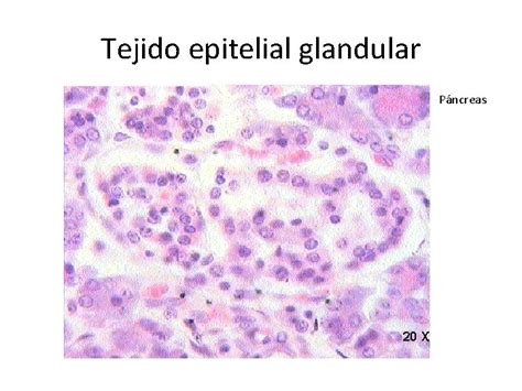 Tejidos Tejido En Biologa Se Llama Tejidos A