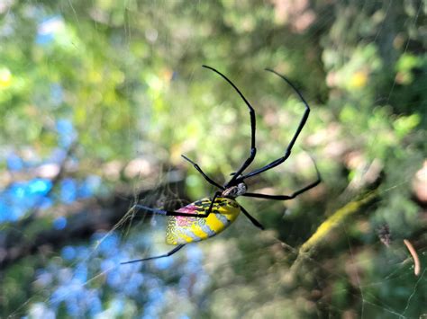 Joro Spider Invasion Reaches Alabama What You Need To Know