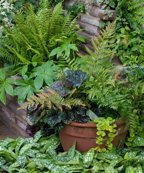 How To Grow Ferns When And How To Plant And Care For Them Homes