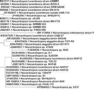 Phylogenetic Tree Of Strain ASMR2 Based On 16S RDNA Gene Sequences