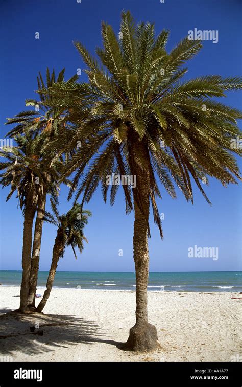 Tunisia Djerba Beach Stock Photo - Alamy