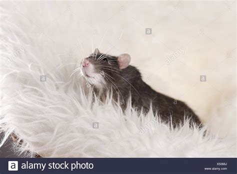 Berkshire Rat Stock Photos And Berkshire Rat Stock Images Alamy