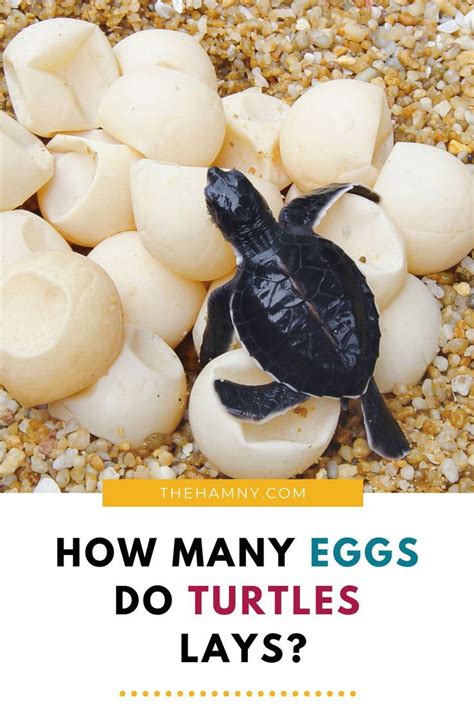 How Many Eggs Do Turtles Lay? (Where & How Often) | Turtle laying eggs