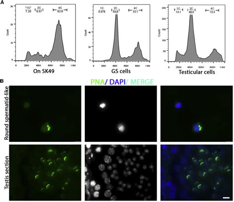 In Vitro Meiosis Of Male Germline Stem Cells Pmc