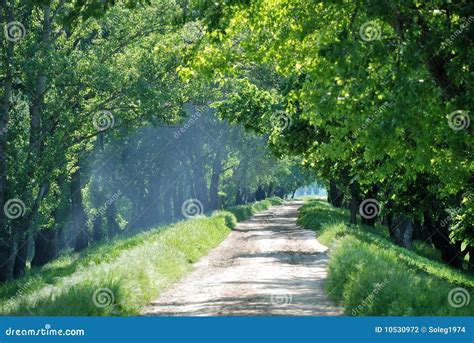 Summer Landscape With Wood Road Stock Photo Image Of Grass Lane