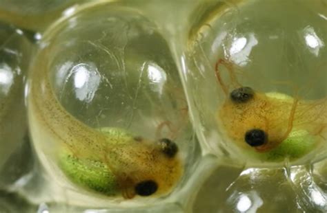 How Long Does It Take For Frog Eggs To Hatch – (Different Species!)