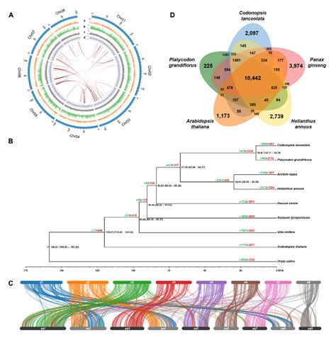 Figure 1 From The Chromosome Level Genome Assembly Of Lance Asiabell