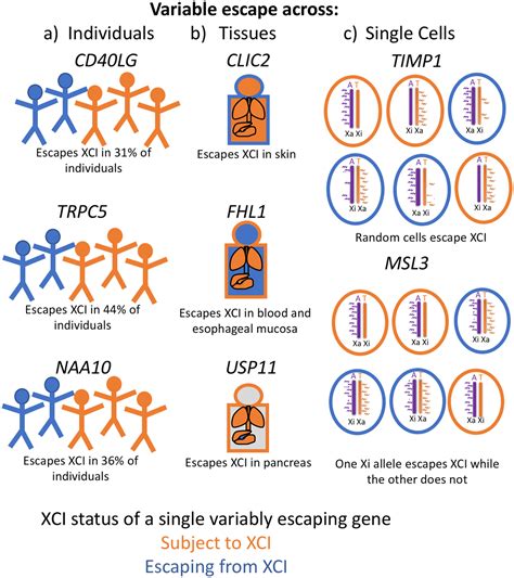 Genes That Escape From Xchromosome Inactivation Potential