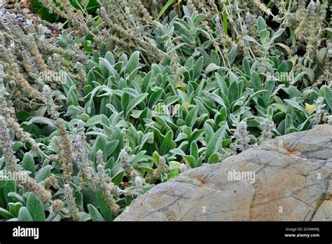 Lambs Ears An Ornamental Perennial Plant Stachys Byzantina